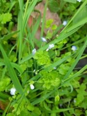 Veronica persica