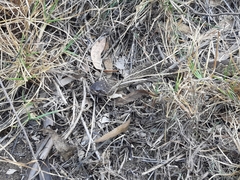 Crotalus molossus nigrescens