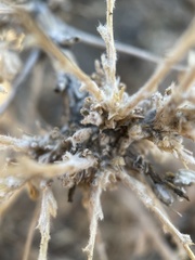 Artemisia spinescens