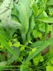 Veronica persica