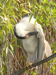 Nycticorax nycticorax image