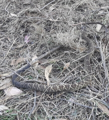 Crotalus molossus nigrescens