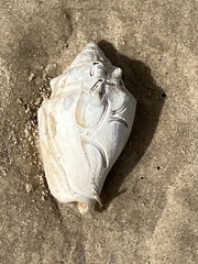 Strombus alatus