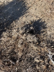 Artemisia spinescens