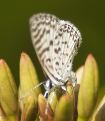 Leptotes cassius