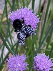 Bombus rupestris