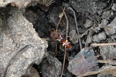 Nomada cuneata