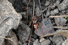Nomada cuneata