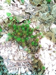 Polytrichum pallidisetum