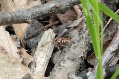 Nomada cuneata