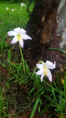 Zephyranthes carinata