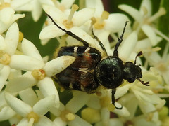 Trichiotinus piger