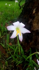 Zephyranthes carinata