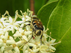 Trichiotinus piger