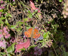 Vanessa altissima