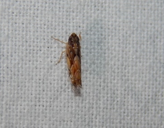Scaphoideus omani