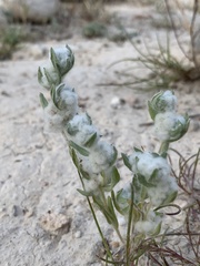 Bombycilaena discolor