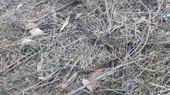 Crotalus molossus nigrescens
