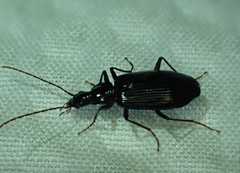 Platynus tenuicollis