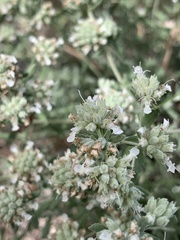 Teucrium murcicum