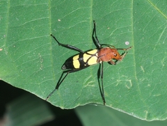 Pirangoclytus amaryllis
