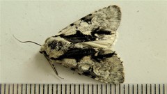 Acronicta funeralis