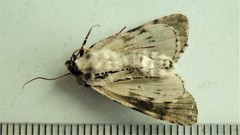 Acronicta funeralis