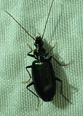 Platynus tenuicollis