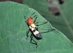 Pirangoclytus amaryllis