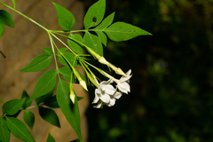 Jasminum officinale