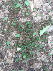 Polytrichum pallidisetum