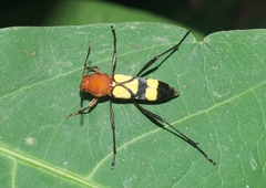 Pirangoclytus amaryllis