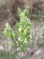 Sideritis tragoriganum