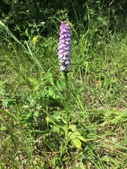 Dactylorhiza × grandis
