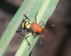 Pirangoclytus amaryllis