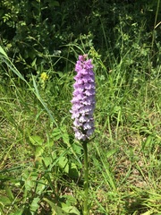 Dactylorhiza × grandis