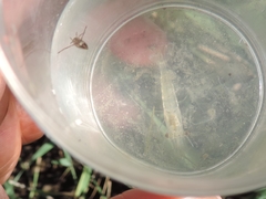 Palaemon antennarius