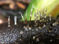 Xylaria filiformis