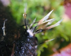 Xylaria filiformis