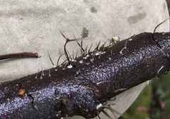 Xylaria filiformis