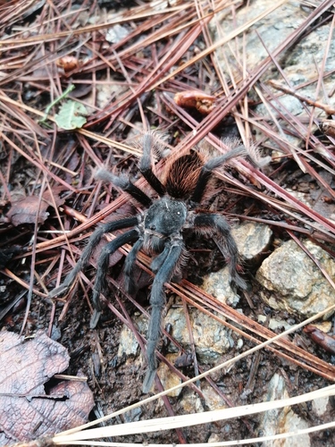 Pedregal Tarantula