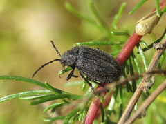 Galeruca artemisiae