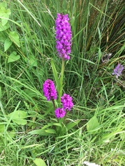 Dactylorhiza purpurella