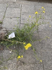 Senecio inaequidens