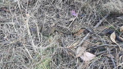 Crotalus molossus nigrescens