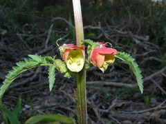 Scrophularia sambucifolia