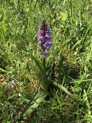 Dactylorhiza × grandis