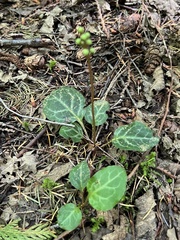 Pyrola chlorantha
