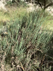Hammada articulata