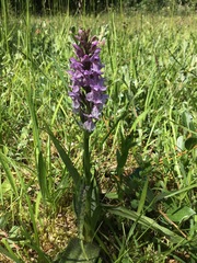 Dactylorhiza × grandis